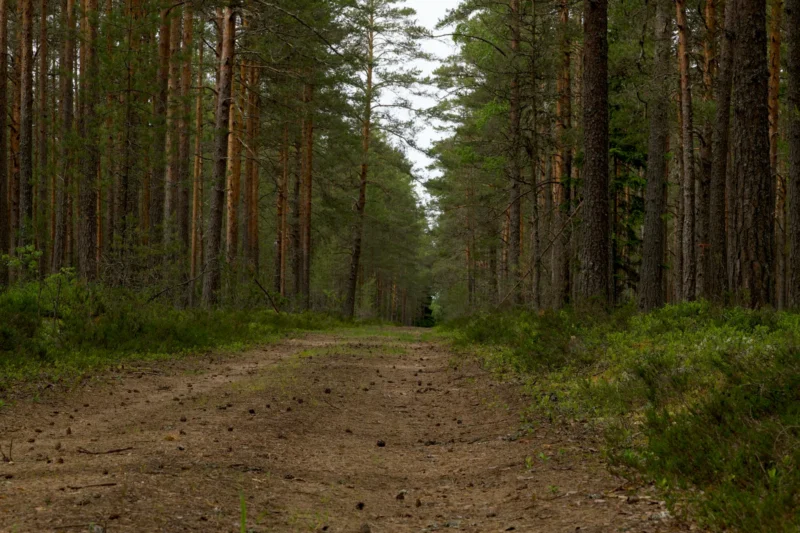 Hiekkainen metsätie kulkee korkeiden mäntyjen välissä