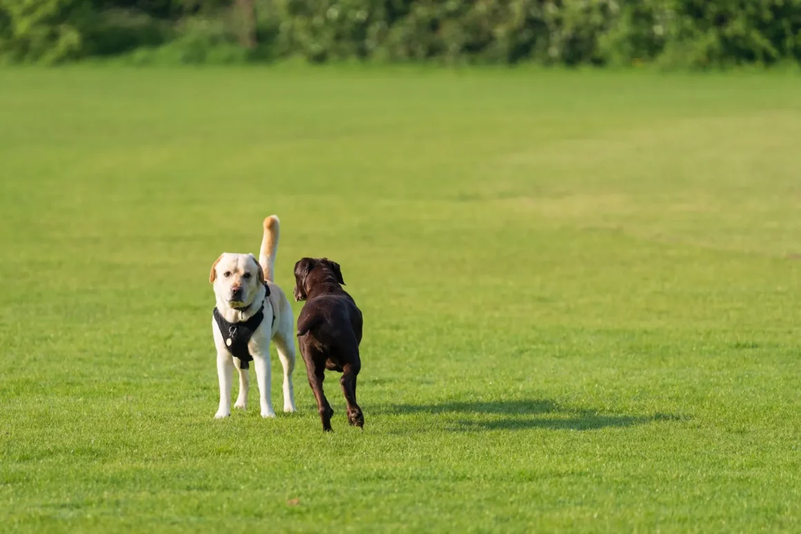 Kaksi labradorinnoutajaa leikkii vihreällä nurmikentällä
